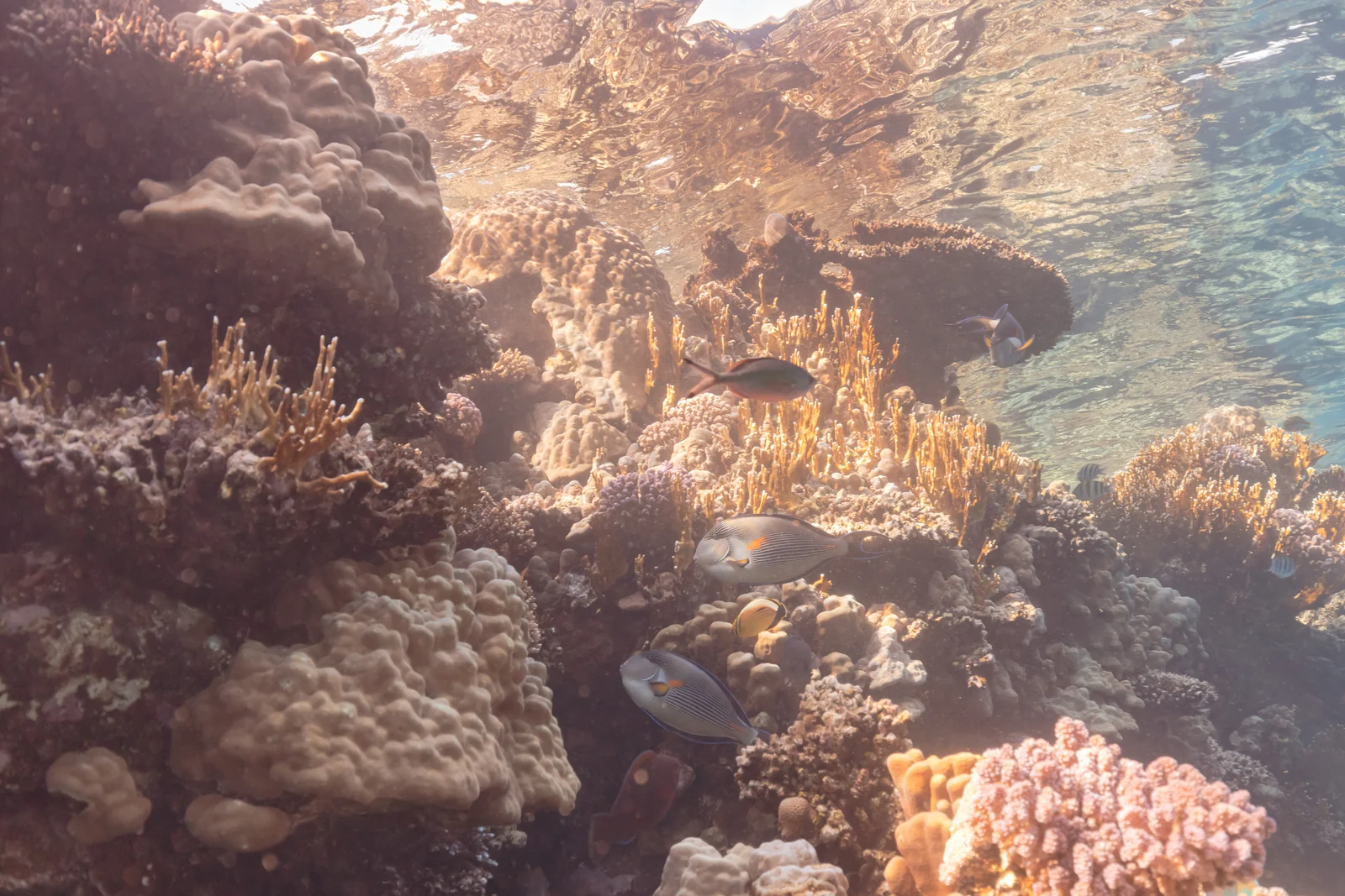 Il Mar Rosso da Sharm: barriera, barche e immersioni