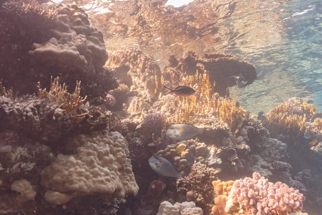 Il Mar Rosso da Sharm: barriera, barche e immersioni